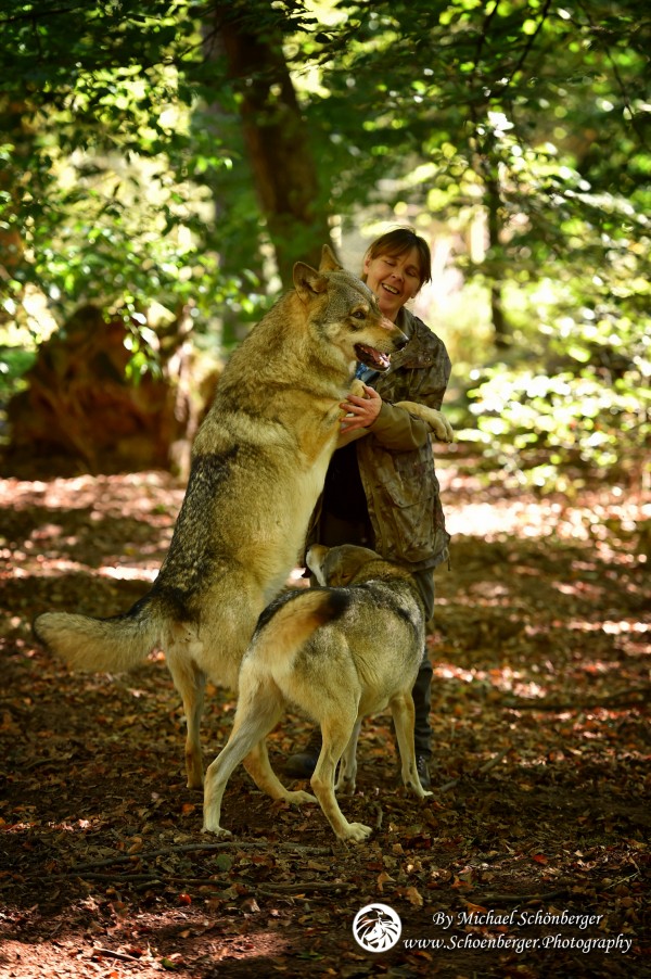 Foto - Wolfspark - by M Schönberger - Schwedische Wölfe